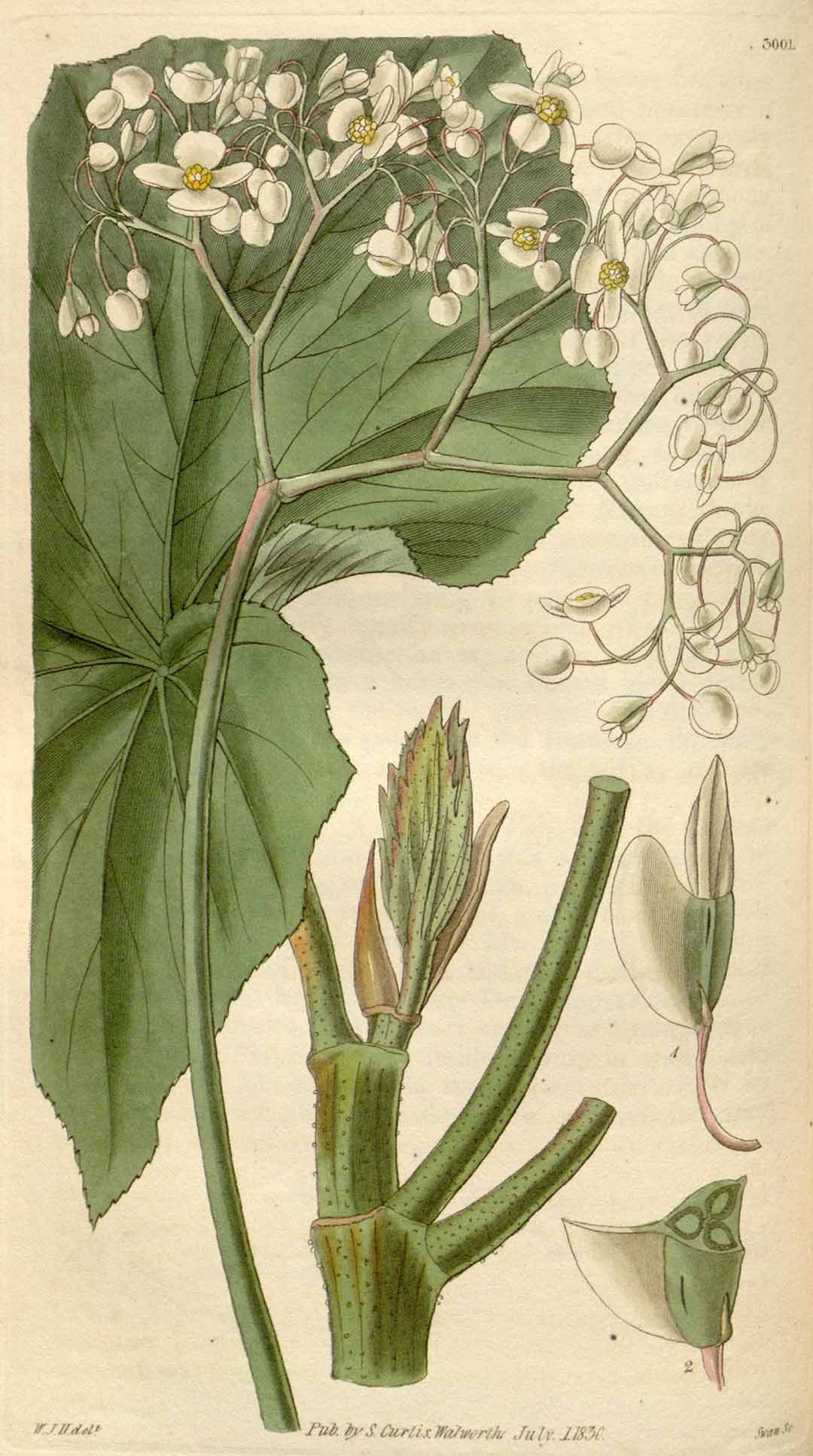 B. longipes